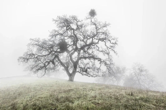 Oak Trees in Fog Study 1 - Joseph D Grant Park, by Steven Castro-PurePhoto