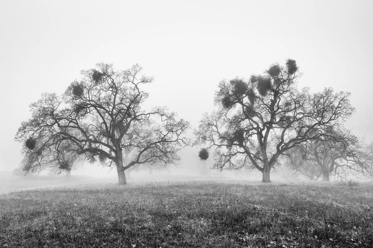Oak Trees in Fog Study 2 - Joseph D Grant Park B&W, by Steven Castro-PurePhoto