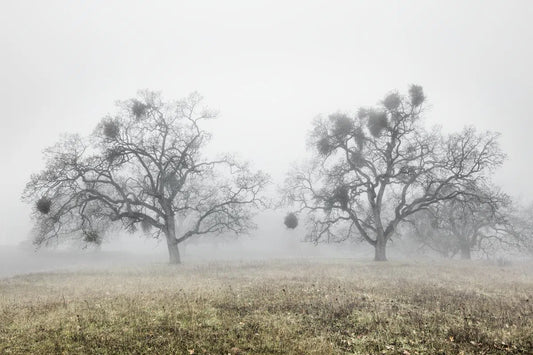 Oak Trees in Fog Study 2 - Joseph D Grant Park, by Steven Castro-PurePhoto
