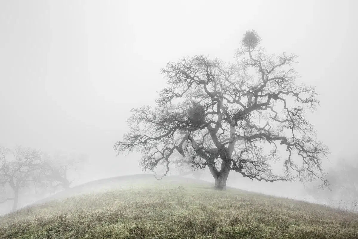 Oak Trees in Fog Study 3 - Joseph D Grant Park, by Steven Castro-PurePhoto