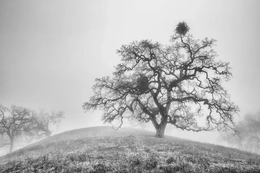 Oak Trees in Fog Study 3 - Joseph D Grant Park, by Steven Castro-PurePhoto