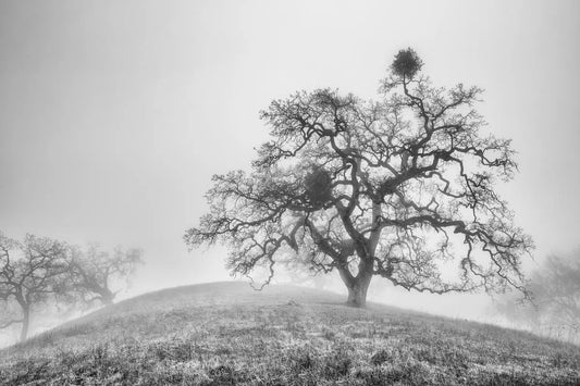 Oak Trees in Fog Study 3 - Joseph D Grant Park, by Steven Castro-PurePhoto