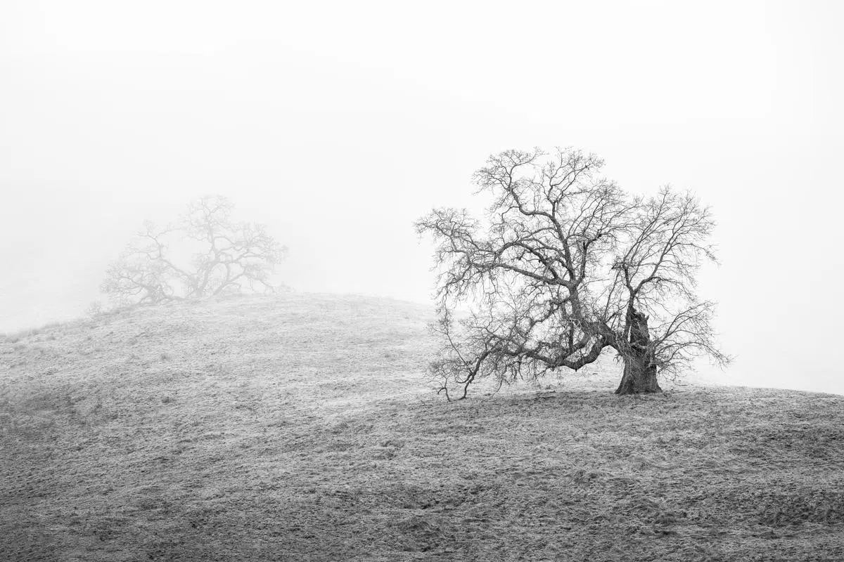 Oak Trees in Fog Study 4 - Joseph Grant Park, by Steven Castro-PurePhoto