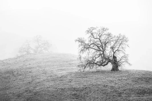 Oak Trees in Fog Study 4 - Joseph Grant Park, by Steven Castro-PurePhoto
