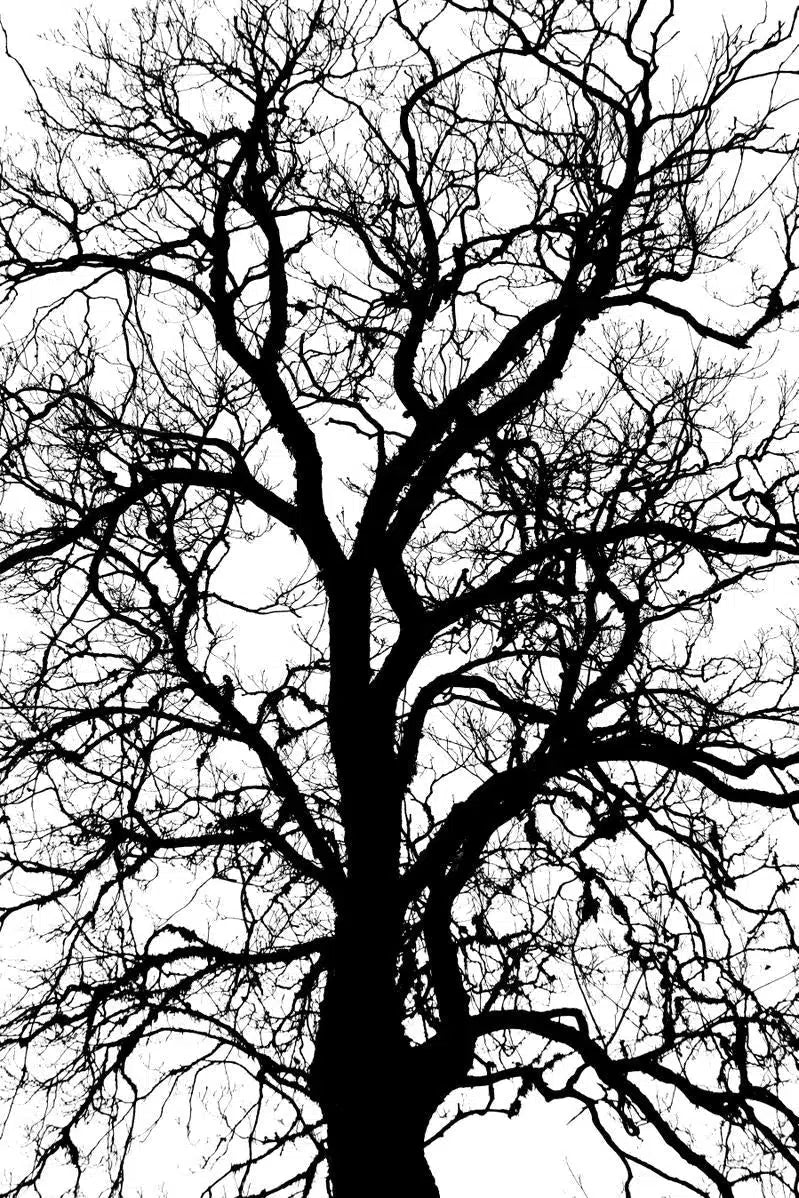 Oak silhouette, by Mats Gustafsson-PurePhoto