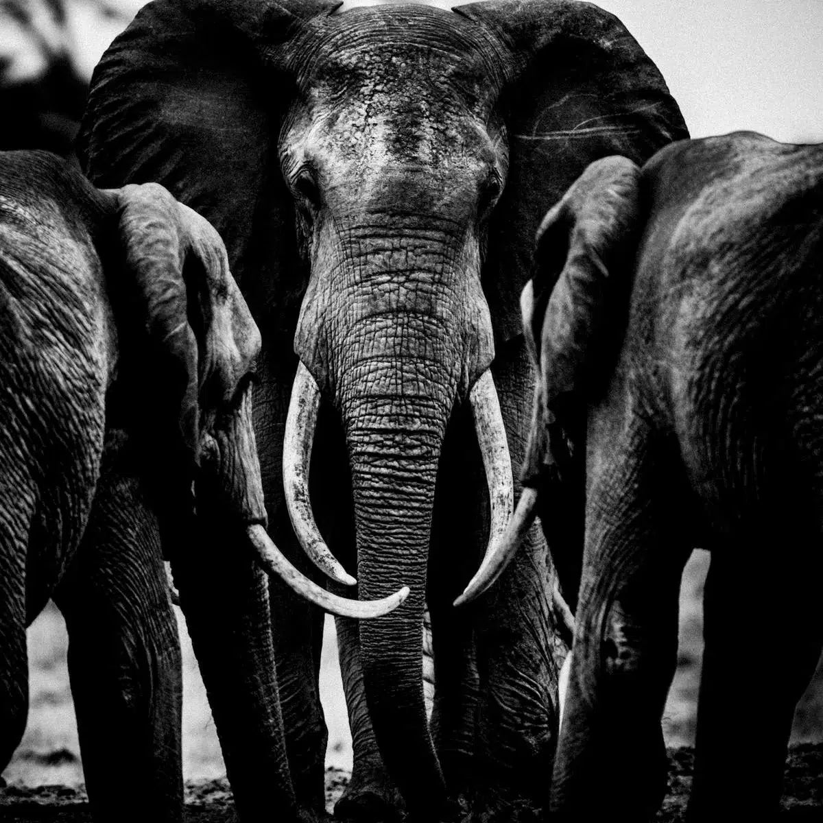 Old One, Kenya, by Laurent Baheux-PurePhoto