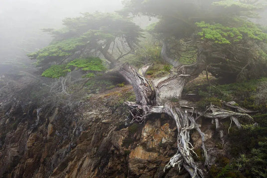 Old Veteran - Point Lobos, by Steven Castro-PurePhoto