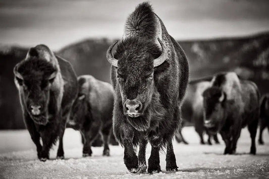 On the Move, by Drew Doggett-PurePhoto