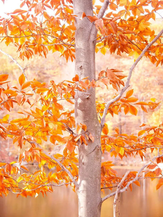 Orange, by Michael Filonow-PurePhoto