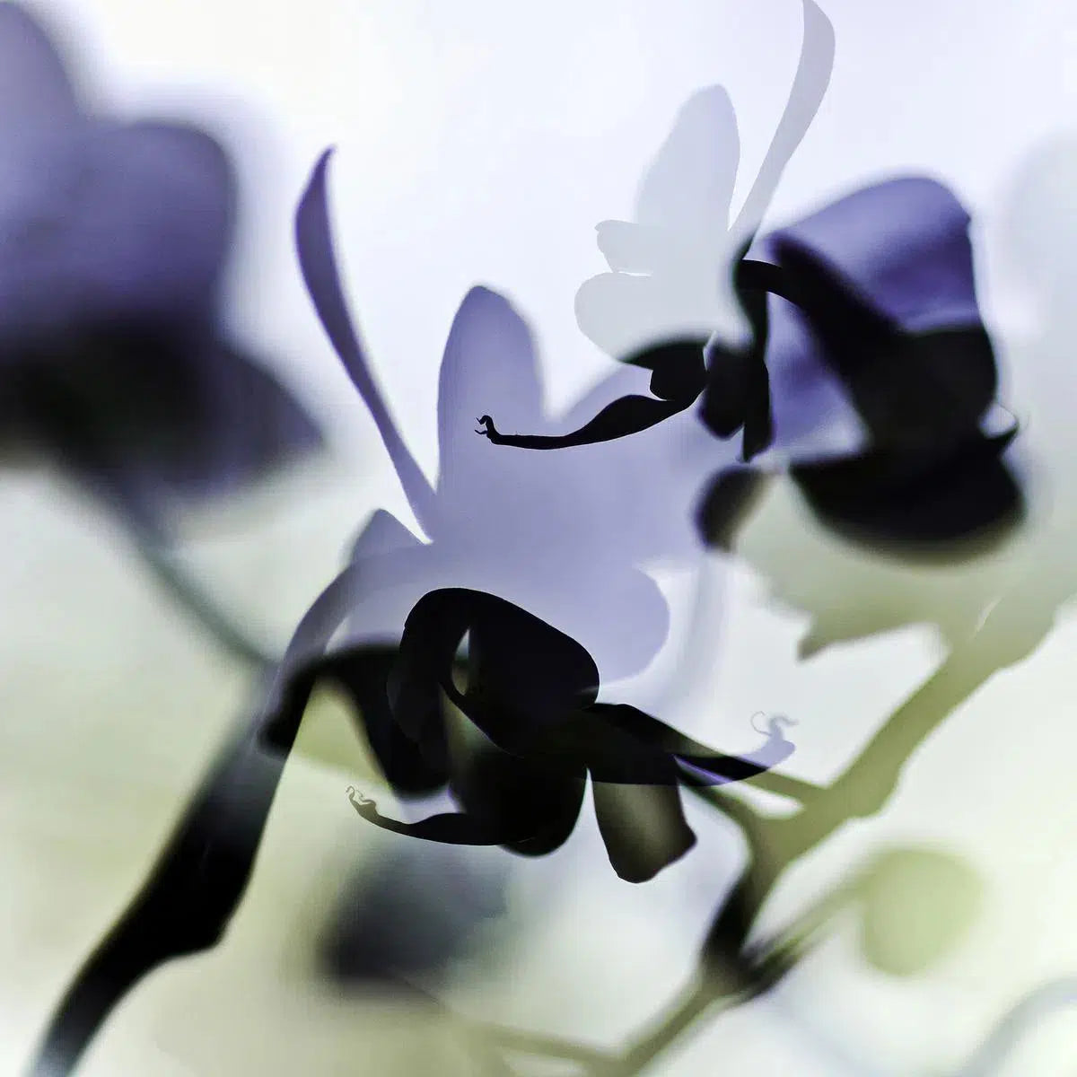 Orchid 1, by Eiwy Ahlund-PurePhoto