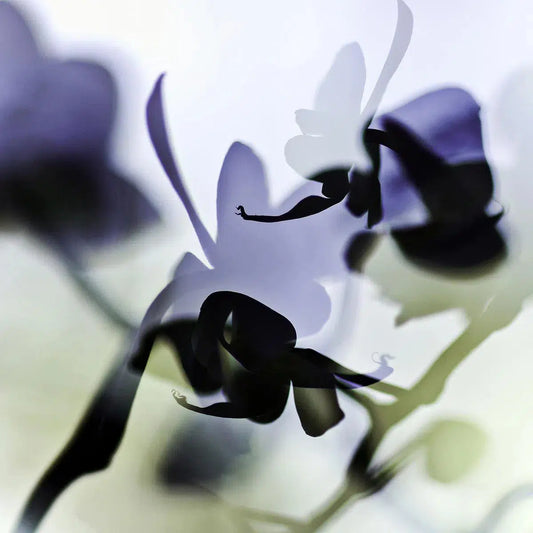 Orchid 1, by Eiwy Ahlund-PurePhoto