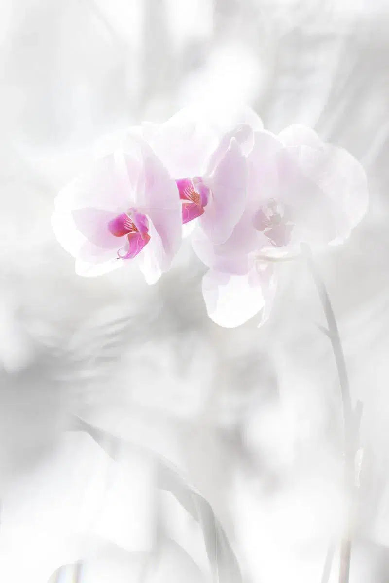 Orchid, by Mats Gustafsson-PurePhoto