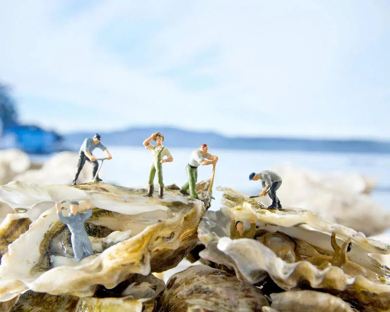 Oysters, by Matthew Carden-PurePhoto