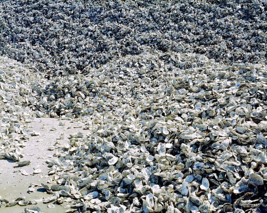 Oysterscape I, by Tom Fowlks-PurePhoto