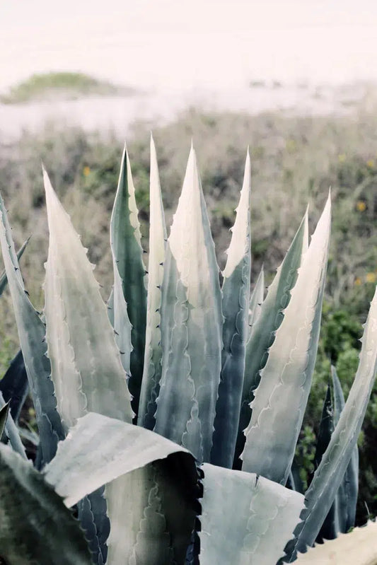 PALE AGAVE, by Alicia Bock-PurePhoto