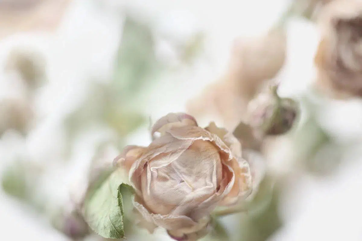 PREDICTION, by Nicole Katano-PurePhoto