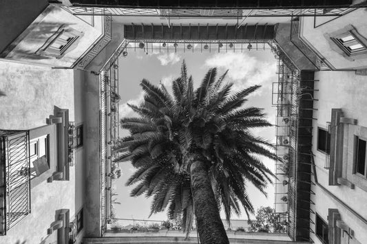 Palermo tree, by Marco Virgone-PurePhoto