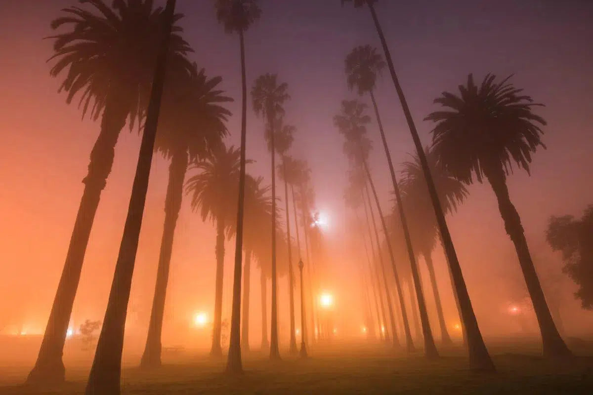 Palm Alleys #1, by Garret Suhrie-PurePhoto