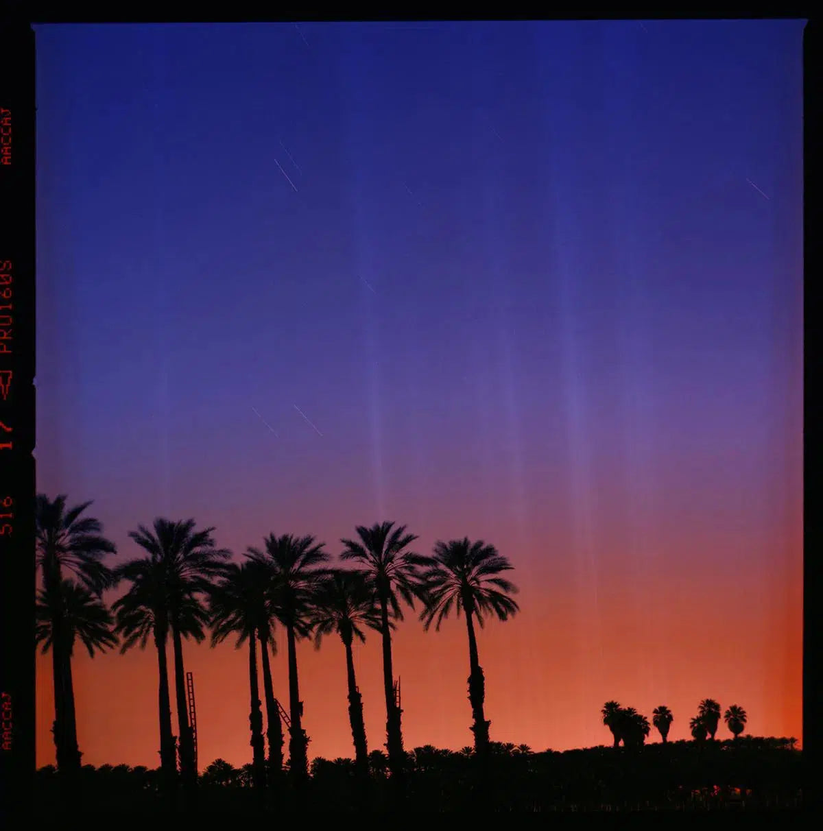 Palms in the Desert, by Garret Suhrie-PurePhoto