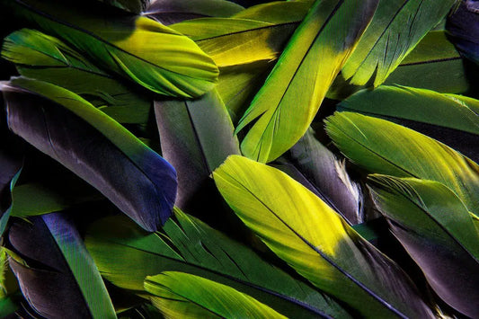 Pandemonium of Parrot Feathers II, by Tom Fowlks-PurePhoto