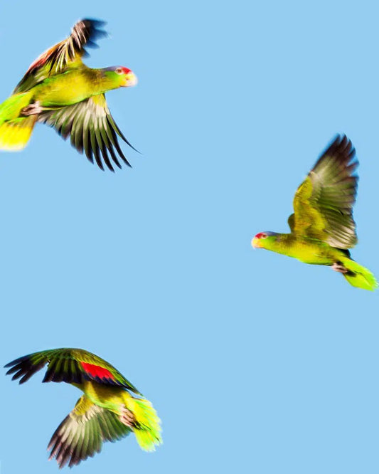 Pandemonium of Parrots, by Tom Fowlks-PurePhoto