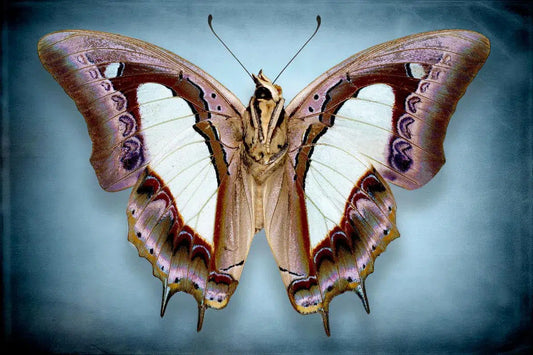 Papilio-Athamas-Samatha, by Dario Preger-PurePhoto