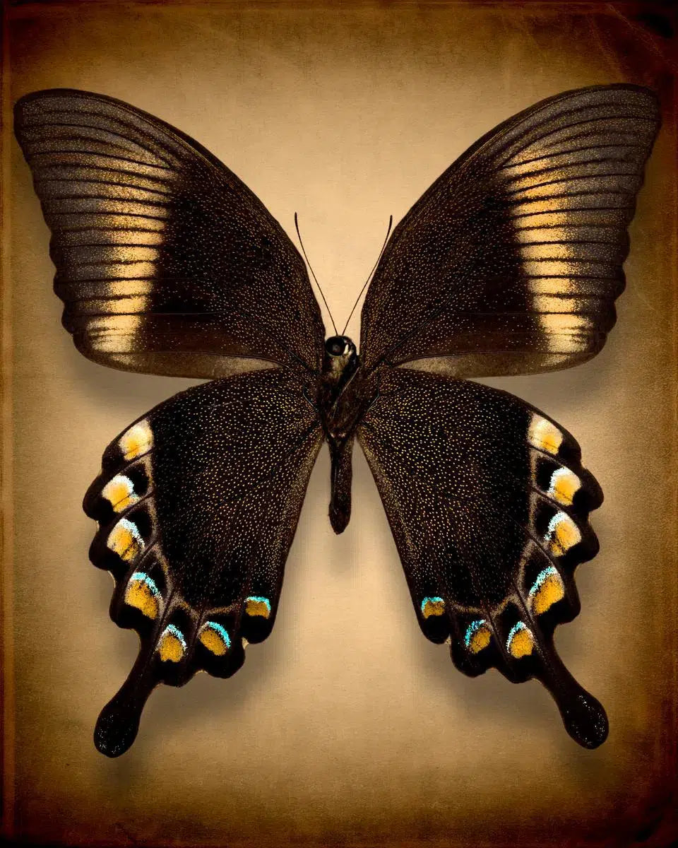 Papilio Blumei (Underside), by Dario Preger-PurePhoto