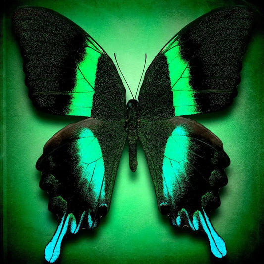 Papilio Blumei, by Dario Preger-PurePhoto