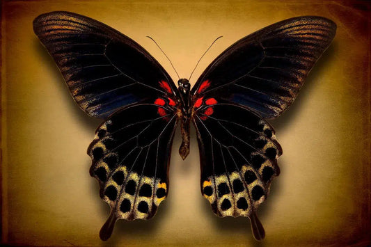 Papilio Deiphobus (Underside), by Dario Preger-PurePhoto