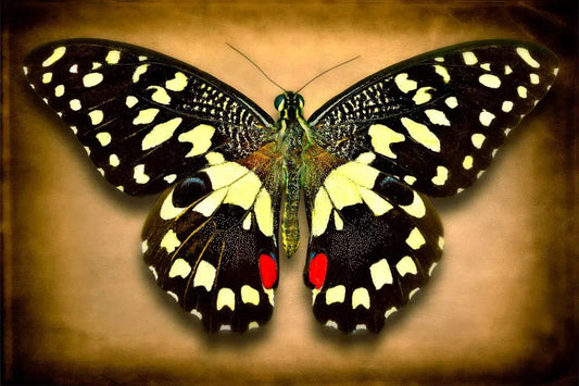 Papilio Demodocus, by Dario Preger-PurePhoto