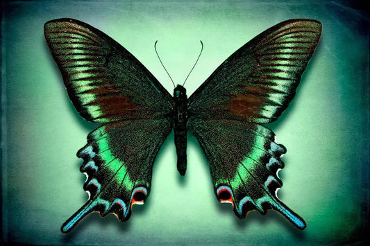 Papilio Maackii Maackii, by Dario Preger-PurePhoto