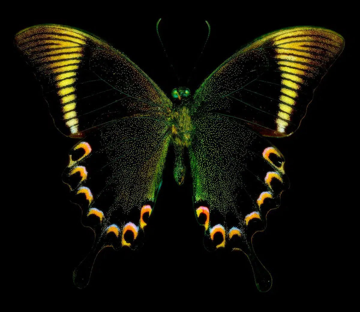 Papilio Paris No. 3, by Dario Preger-PurePhoto