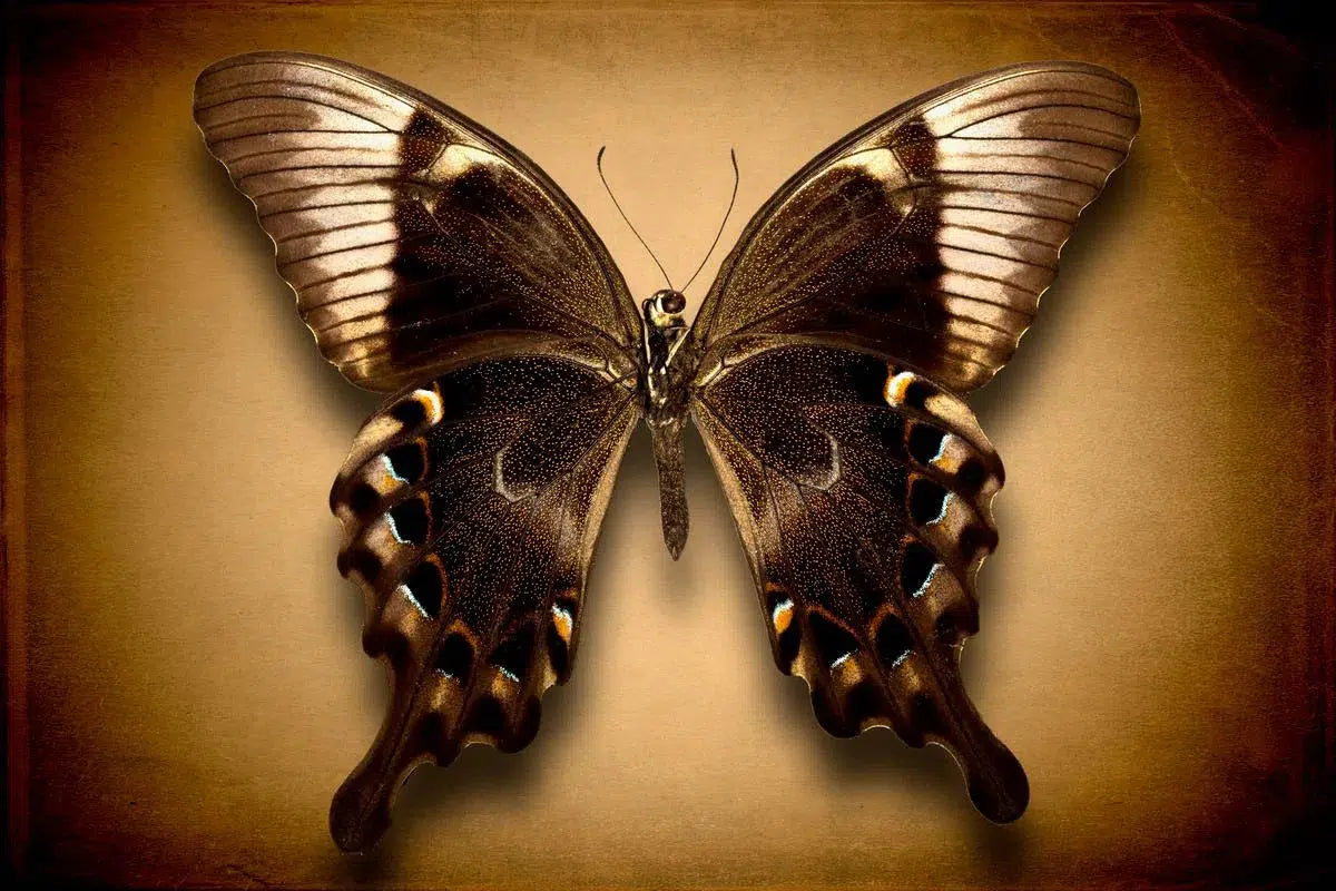 Papilio Perantilus Insulicola (Underside), by Dario Preger-PurePhoto