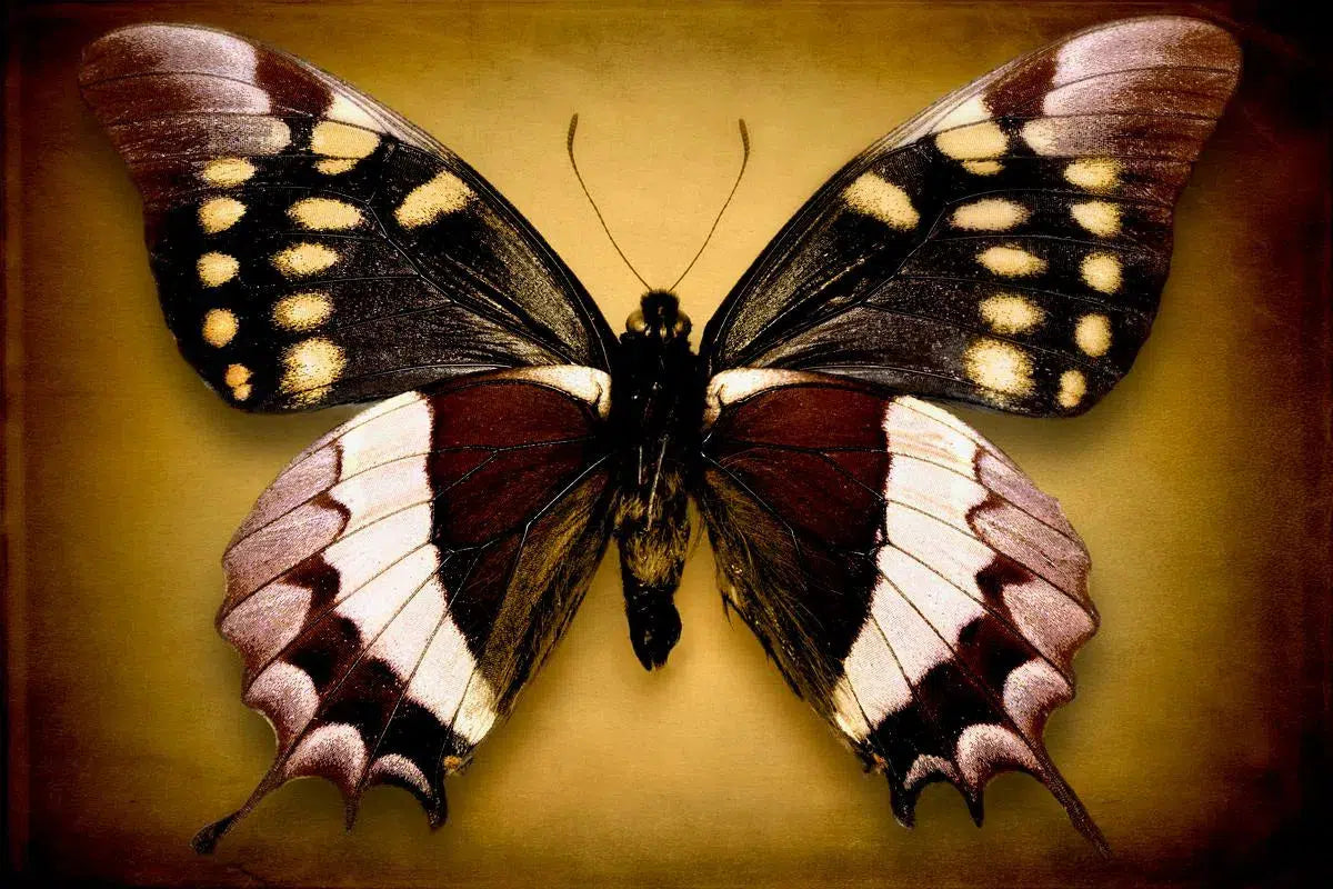 Papilio Warscewiczi (Underside), by Dario Preger-PurePhoto