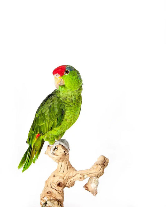 Parakeet III, by Tom Fowlks-PurePhoto