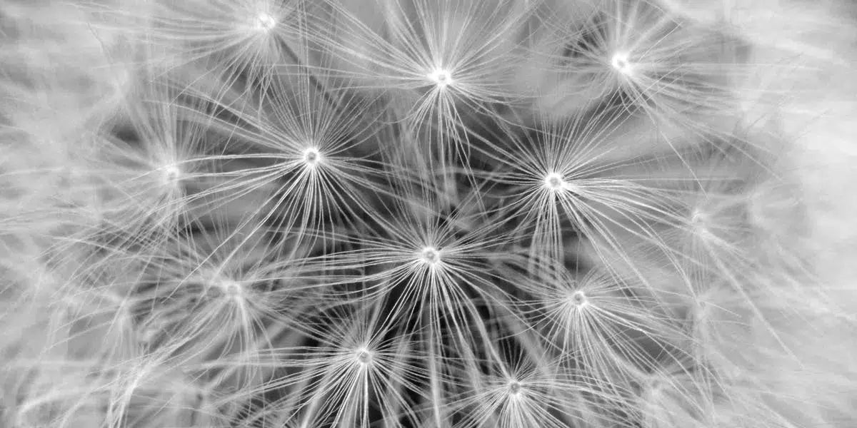 Pattern, by Victoria Wise-PurePhoto