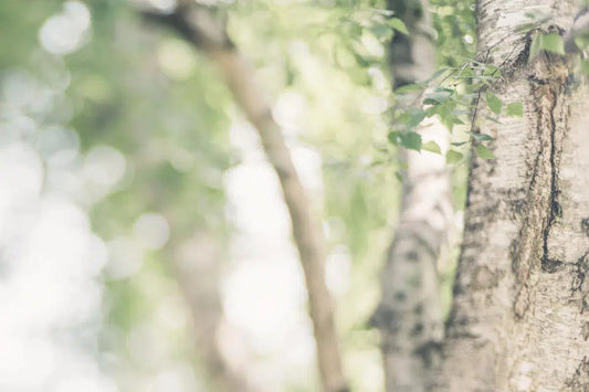 Peaceful Nature, by Natalie Kinnear-PurePhoto