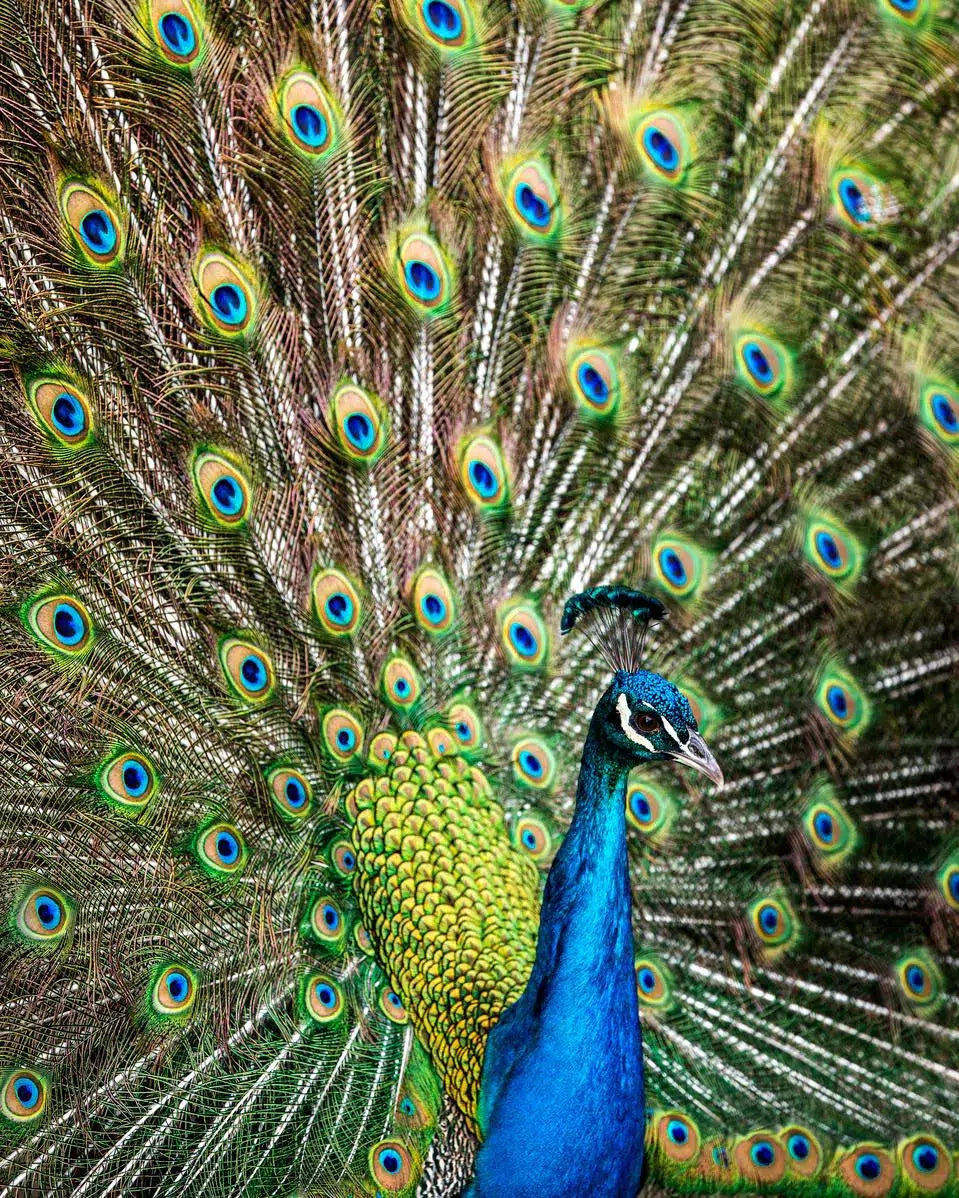 Peacock Portrait, by Tom Fowlks-PurePhoto