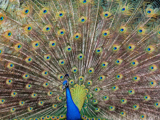 Peacock Train, by Tom Fowlks-PurePhoto