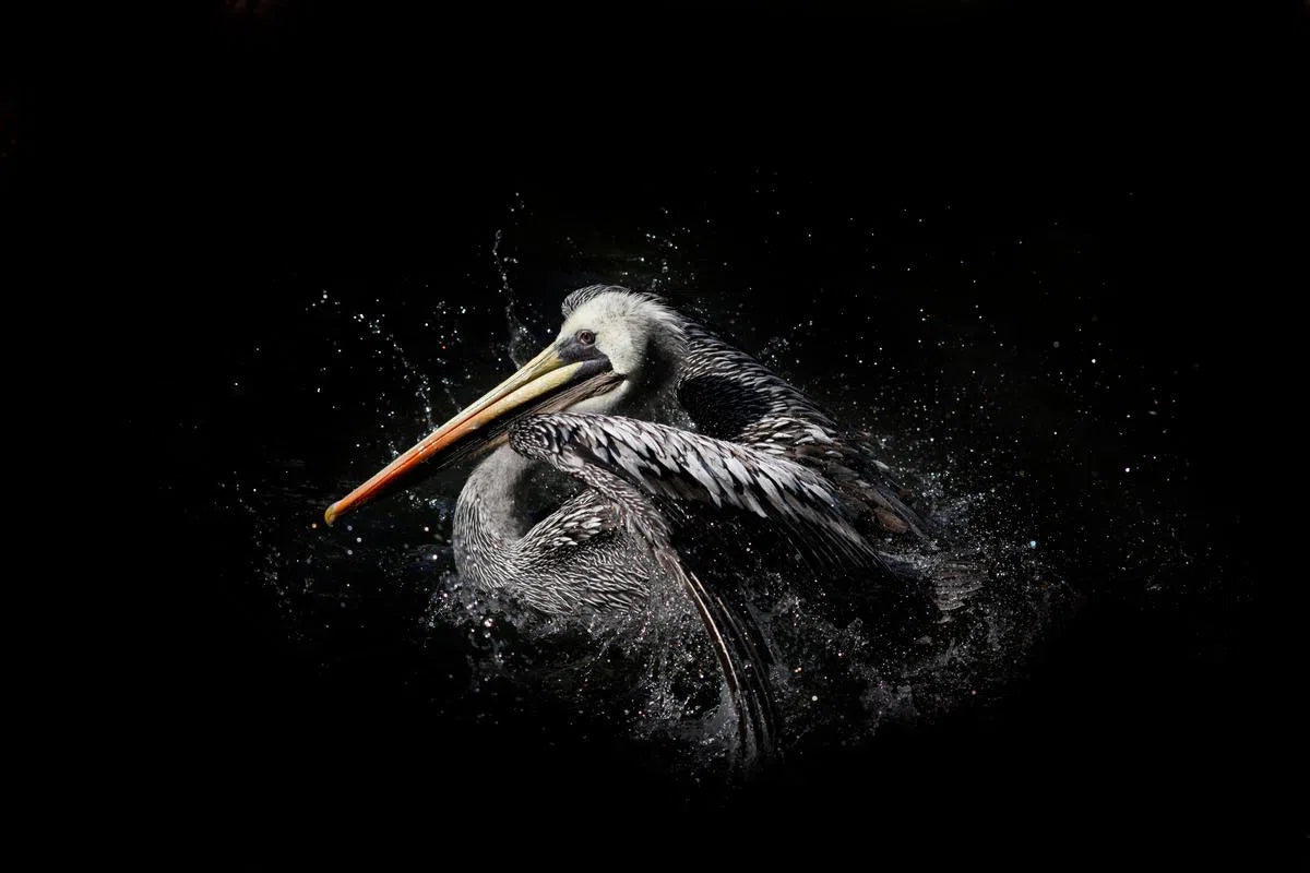 Pelican Landing, by Michael Duva-PurePhoto