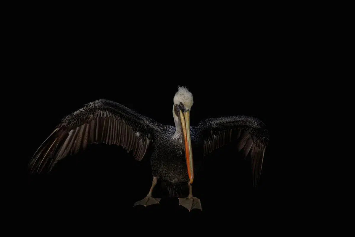 Pelican Spreading, by Michael Duva-PurePhoto