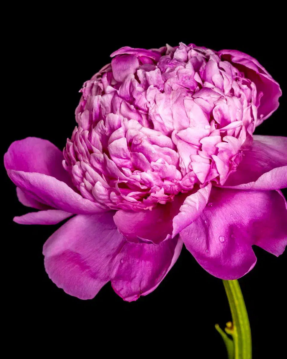 Peony, by Mike Valdez-PurePhoto