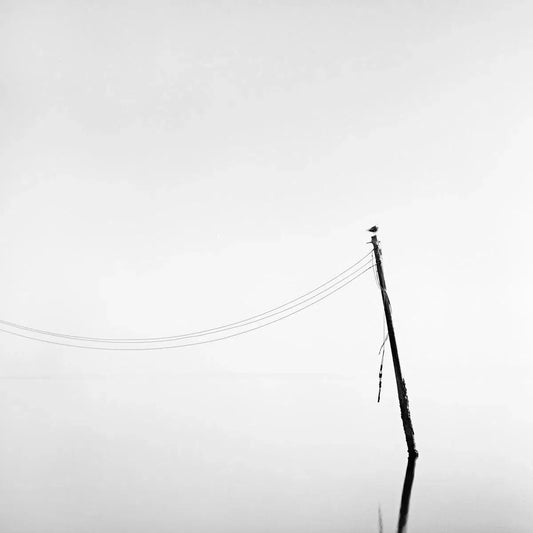 Perch Study 1, by Bryce Olsen-PurePhoto