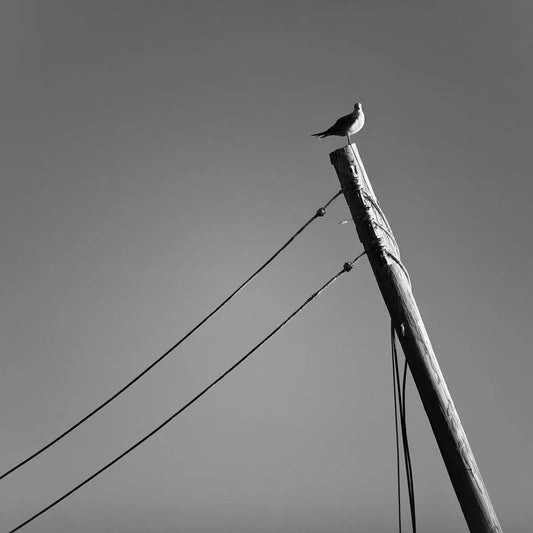 Perch Study 2, by Bryce Olsen-PurePhoto
