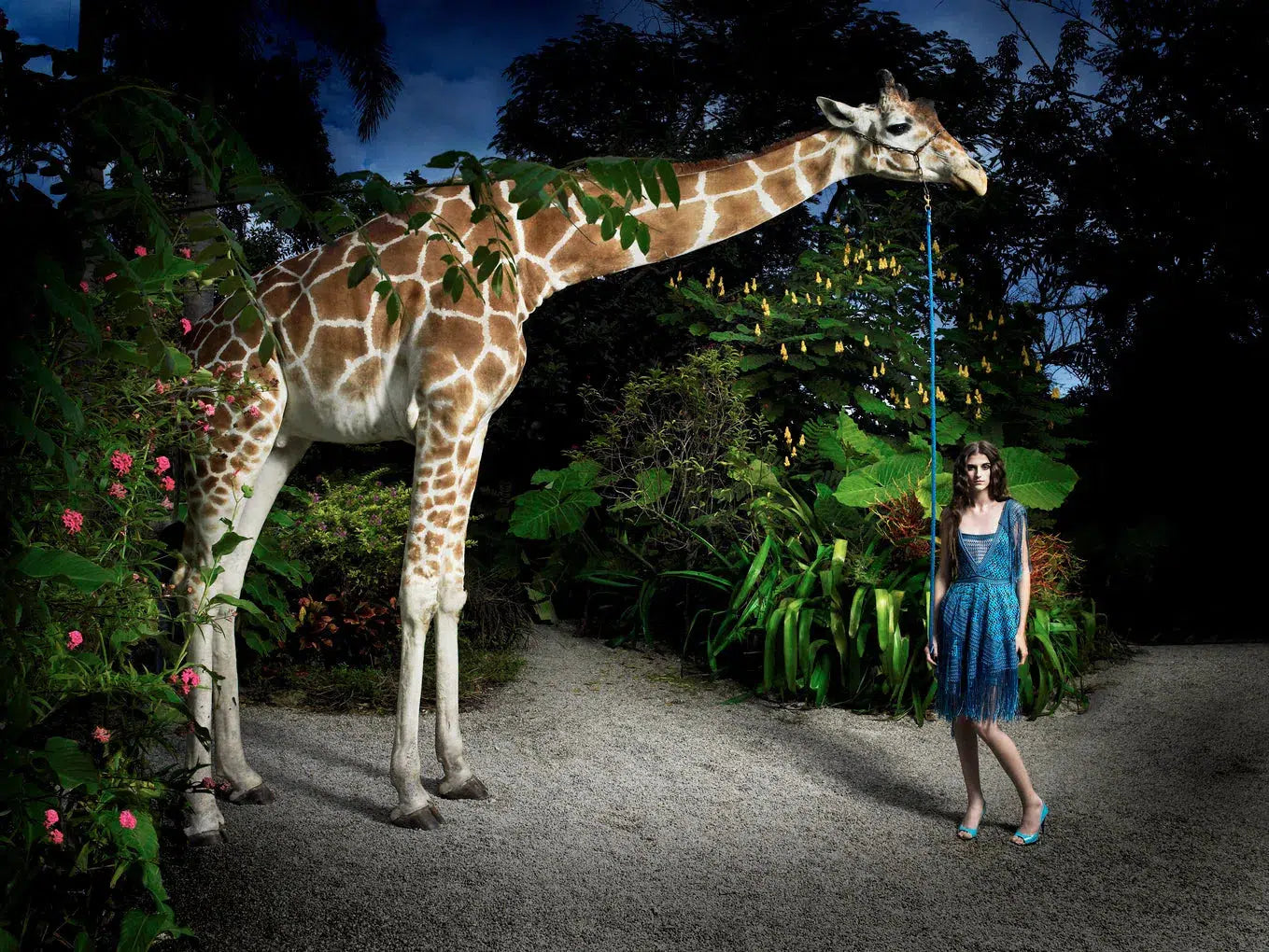 Pet Giraffe, by Greg Lotus-PurePhoto