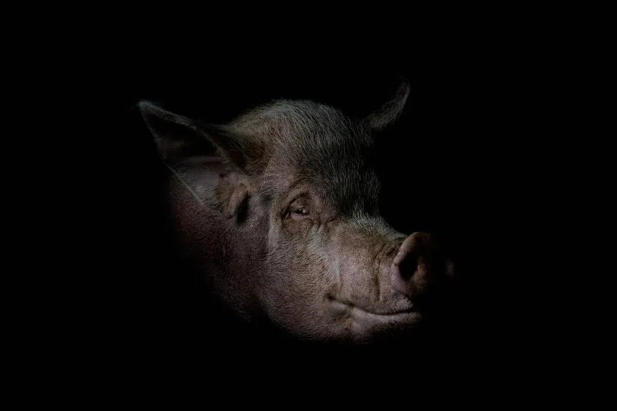 Pig, by Michael Duva-PurePhoto