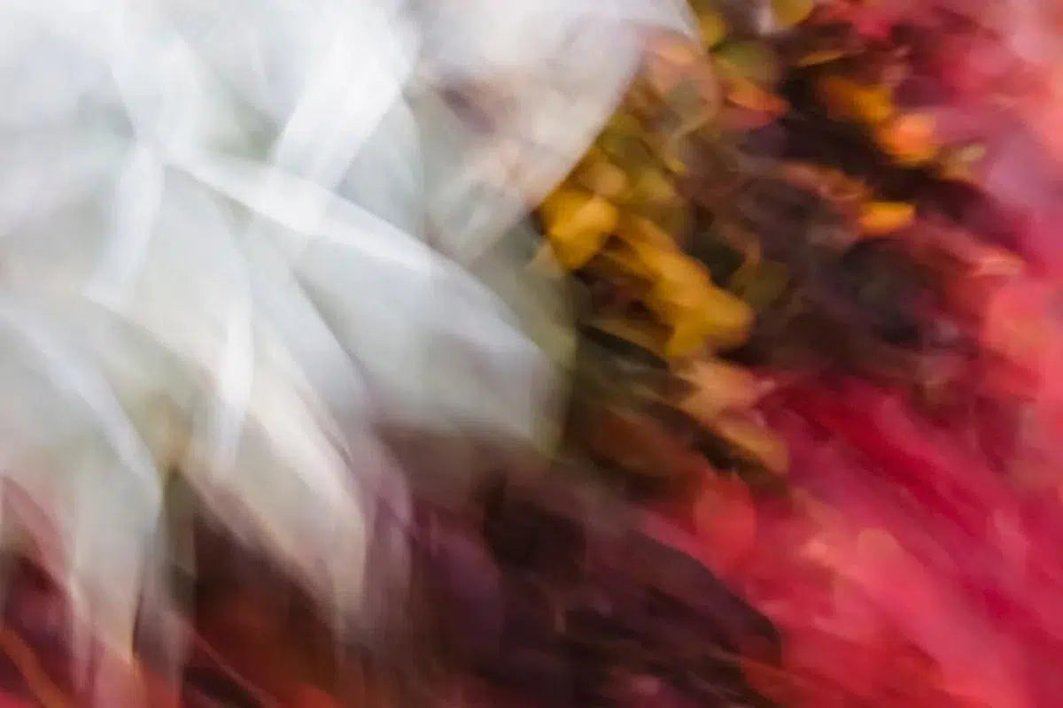 Pleasant Street, by Gillian Lindsay-PurePhoto