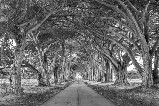 Point Reyes Tree Tunnel B&W, by Steven Castro-PurePhoto