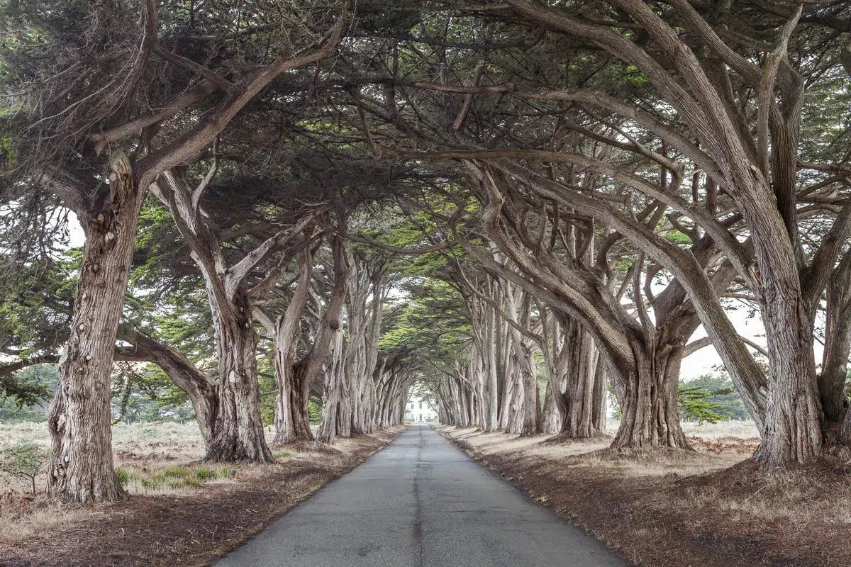 Point Reyes Tree Tunnel, by Steven Castro-PurePhoto