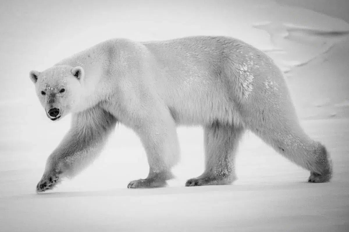 Polar Bear, Baffin Island Canada, by Laurent Baheux-PurePhoto